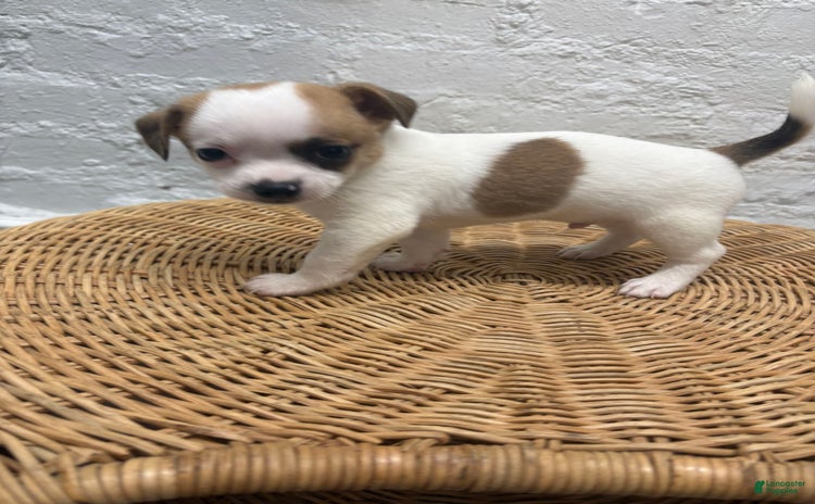 Chihuahua dogs for sale - Ad 2