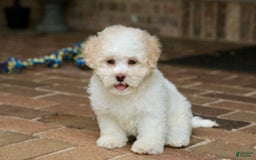 Shihpoo dogs for sale: Lola - Image 3