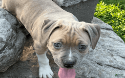 American Pit Bull Terrier dogs for sale: Russ - Image 16