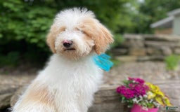 Standard Poodle dogs for sale: Gus - Image 22