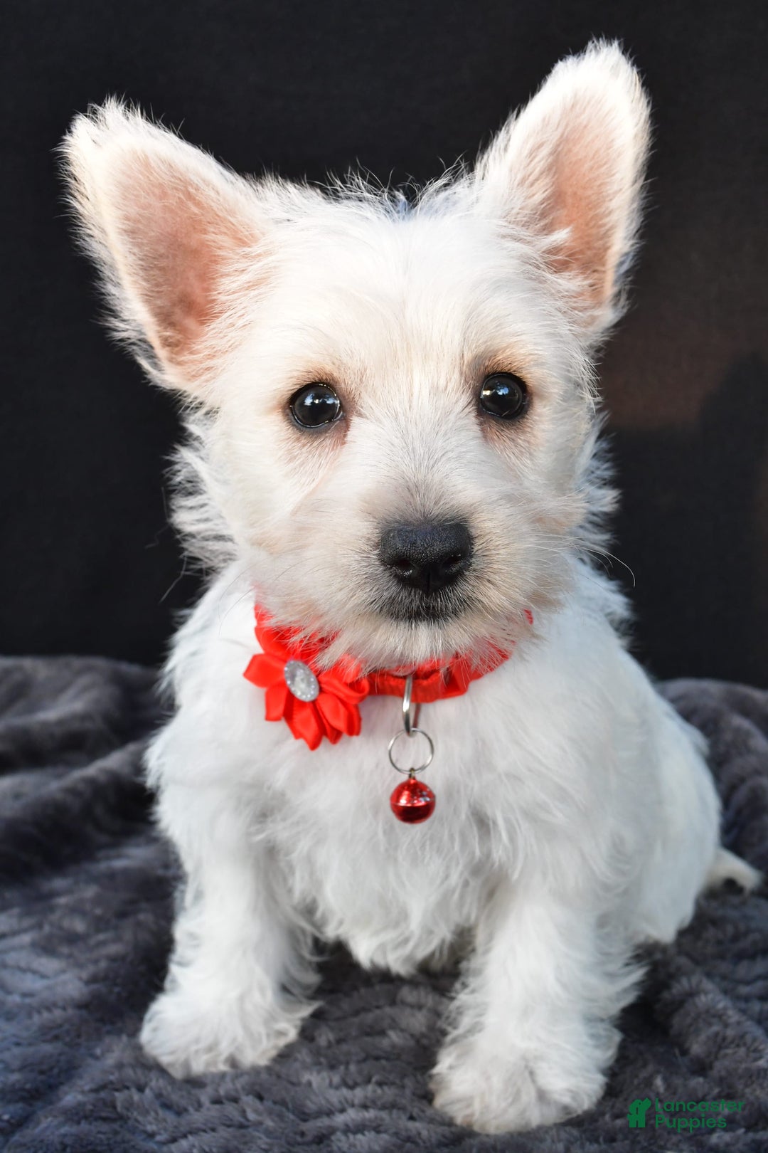 West Highland Terrier dogs for sale: Orla - Image 2