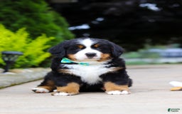 Bernese Mountain Dog dogs for sale: Anson - Image 5