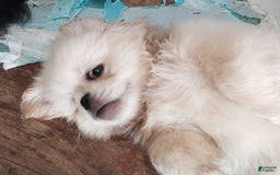 Pekingese dogs for sale: Aspen - Image 1