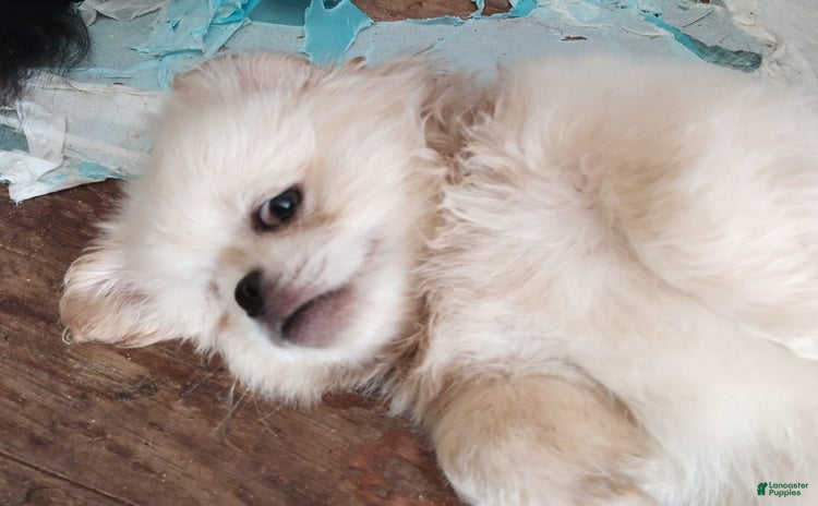 Pekingese dogs for sale - Ad 3