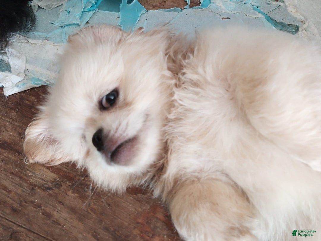 Pekingese dogs for sale: Aspen - Image 1