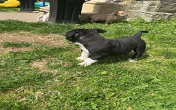 American Bully dogs for sale: Luna Black - Image 6