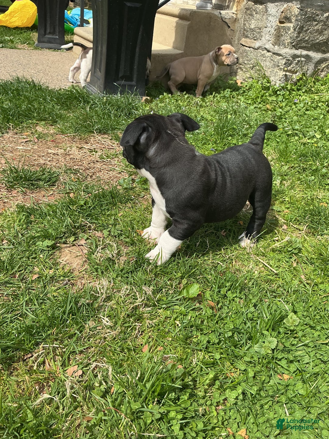 American Bully dogs for sale: Luna Black - Image 6