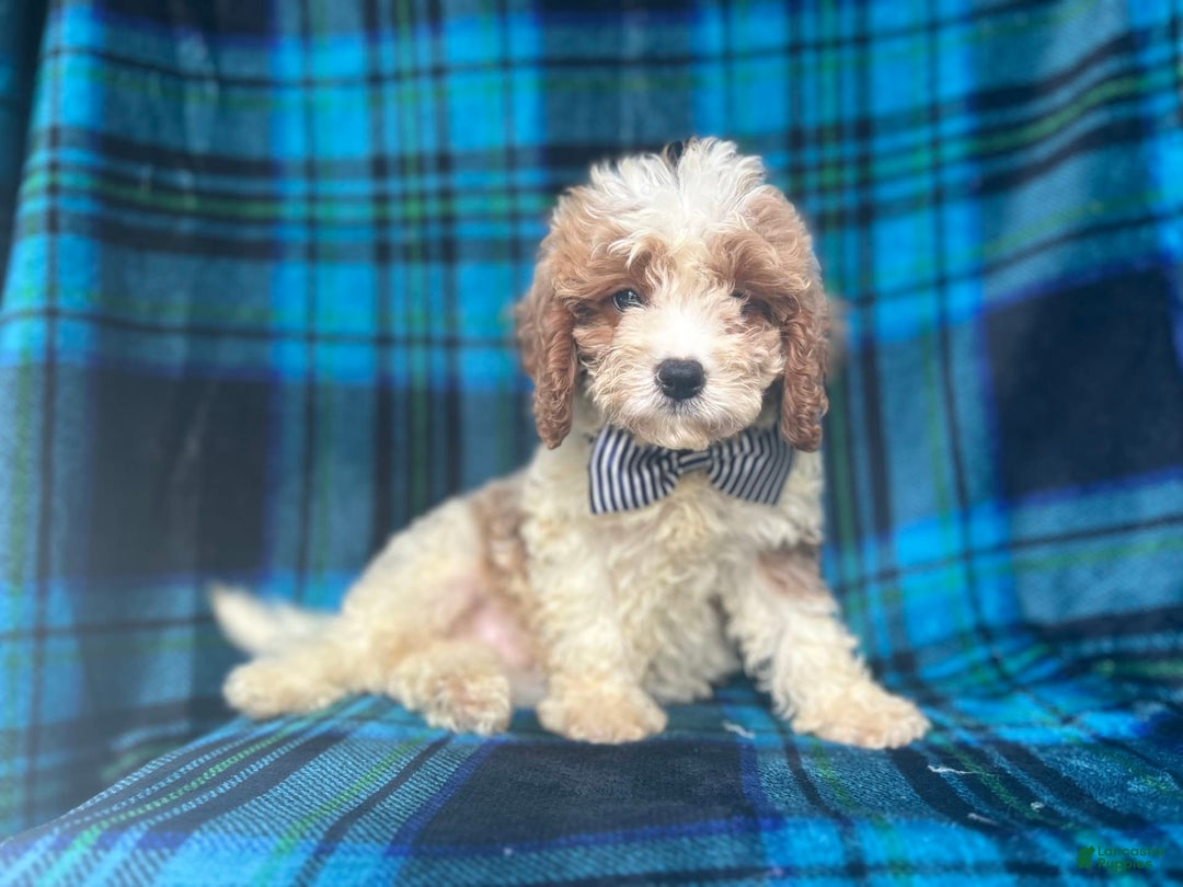 Mini Goldendoodle dogs for sale: Corbin - Image 6