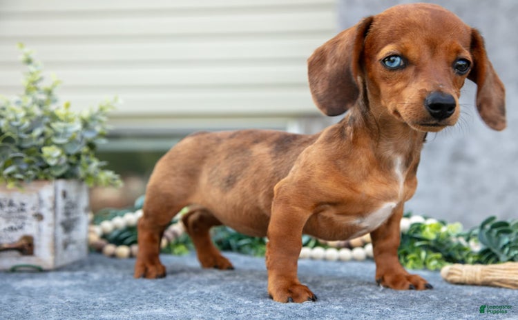 Miniature Dachshund dogs for sale - Ad 4