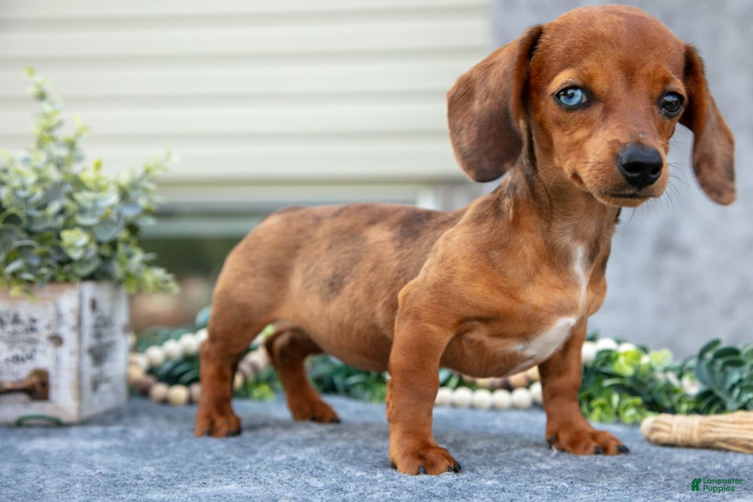 Miniature Dachshund dogs for sale: Jade - Image 2