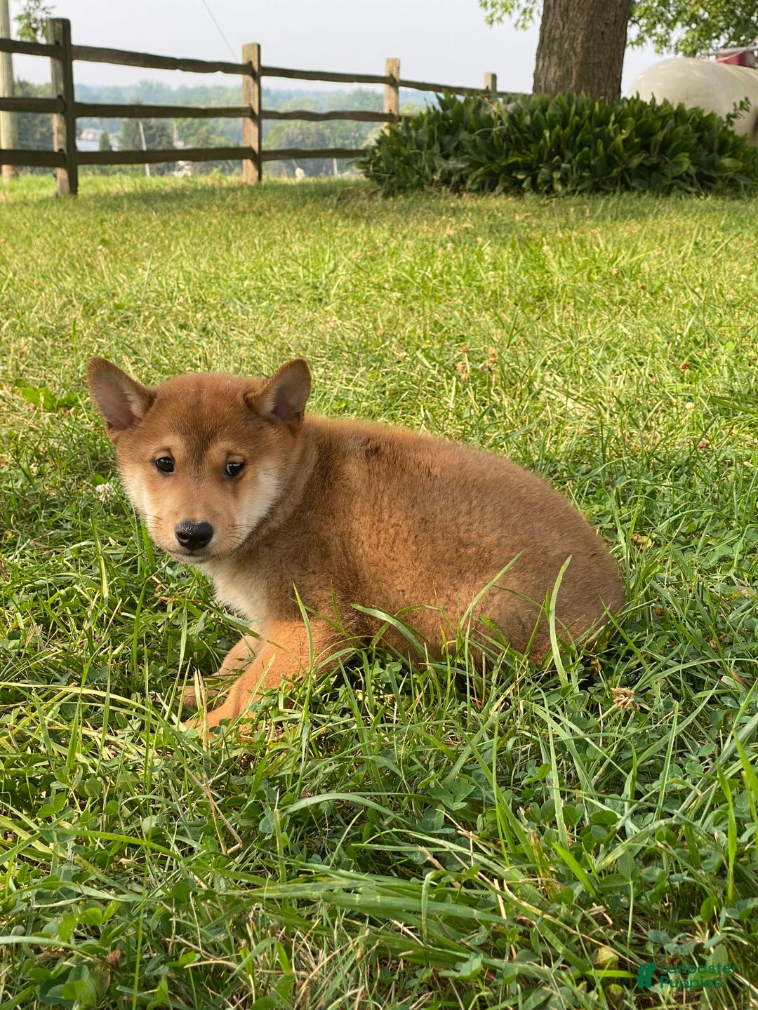 Shiba Inu dogs for sale: Isaak - Image 2