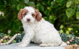 Miniature Poodle dogs for sale: Major - Image 1