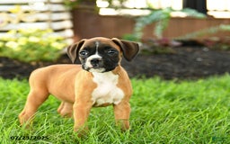 Boxer dogs for sale: Eve - Image 5