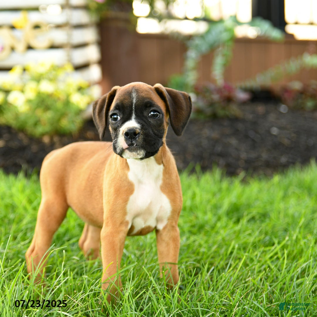 Boxer dogs for sale: Eve - Image 5