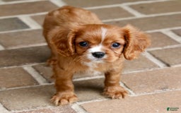 Cavalier King Charles Spaniel dogs for sale: Louie - Image 20
