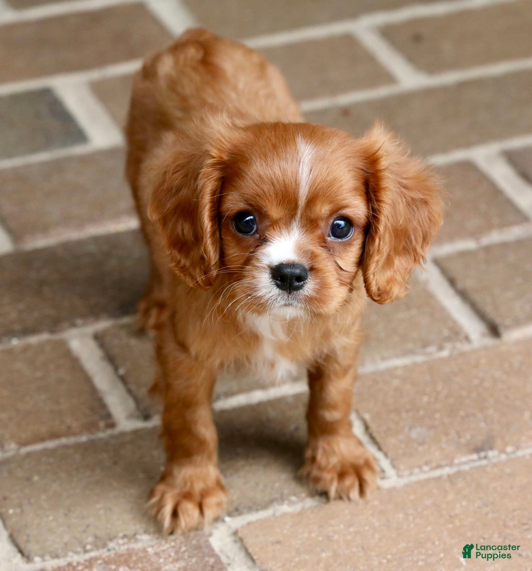 Cavalier King Charles Spaniel dogs for sale: Louie - Image 20