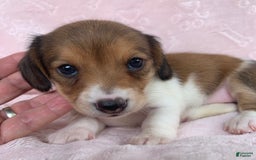 Miniature Dachshund dogs for sale: Baby Clover - Image 5