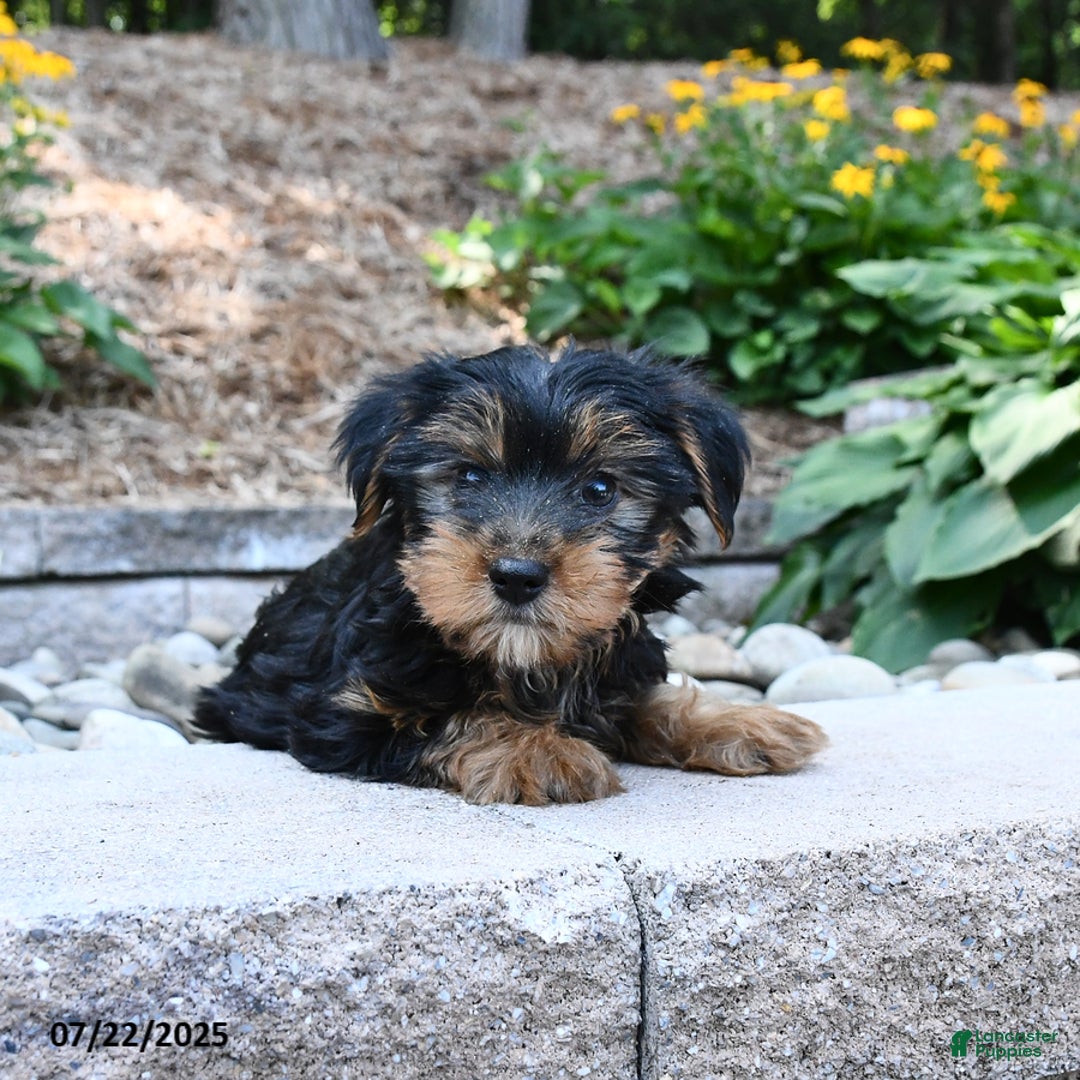 Yorkshire Terrier dogs for sale: Dexter - Image 3