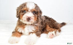 Mini Bernedoodle dogs for sale: Winston - Image 5