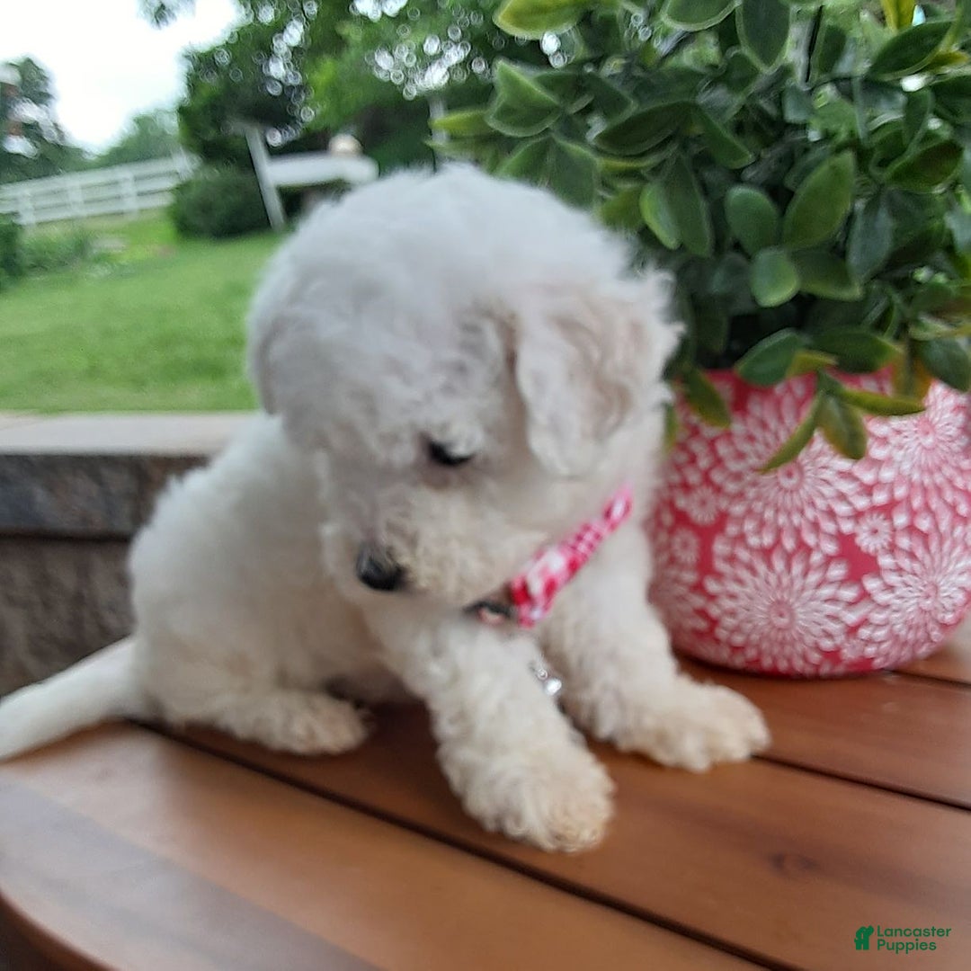 Bichpoo dogs for sale: Gigi - Image 14