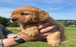 Golden Retriever dogs for sale: Pumpkin - Image 6