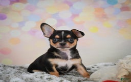 Chihuahua dogs for sale: Truman - Image 1