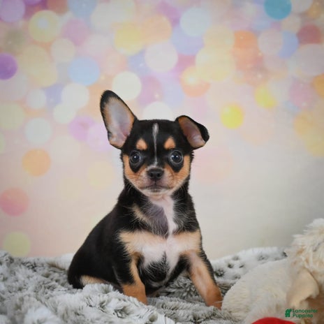Chihuahua dogs for sale - Ad 4