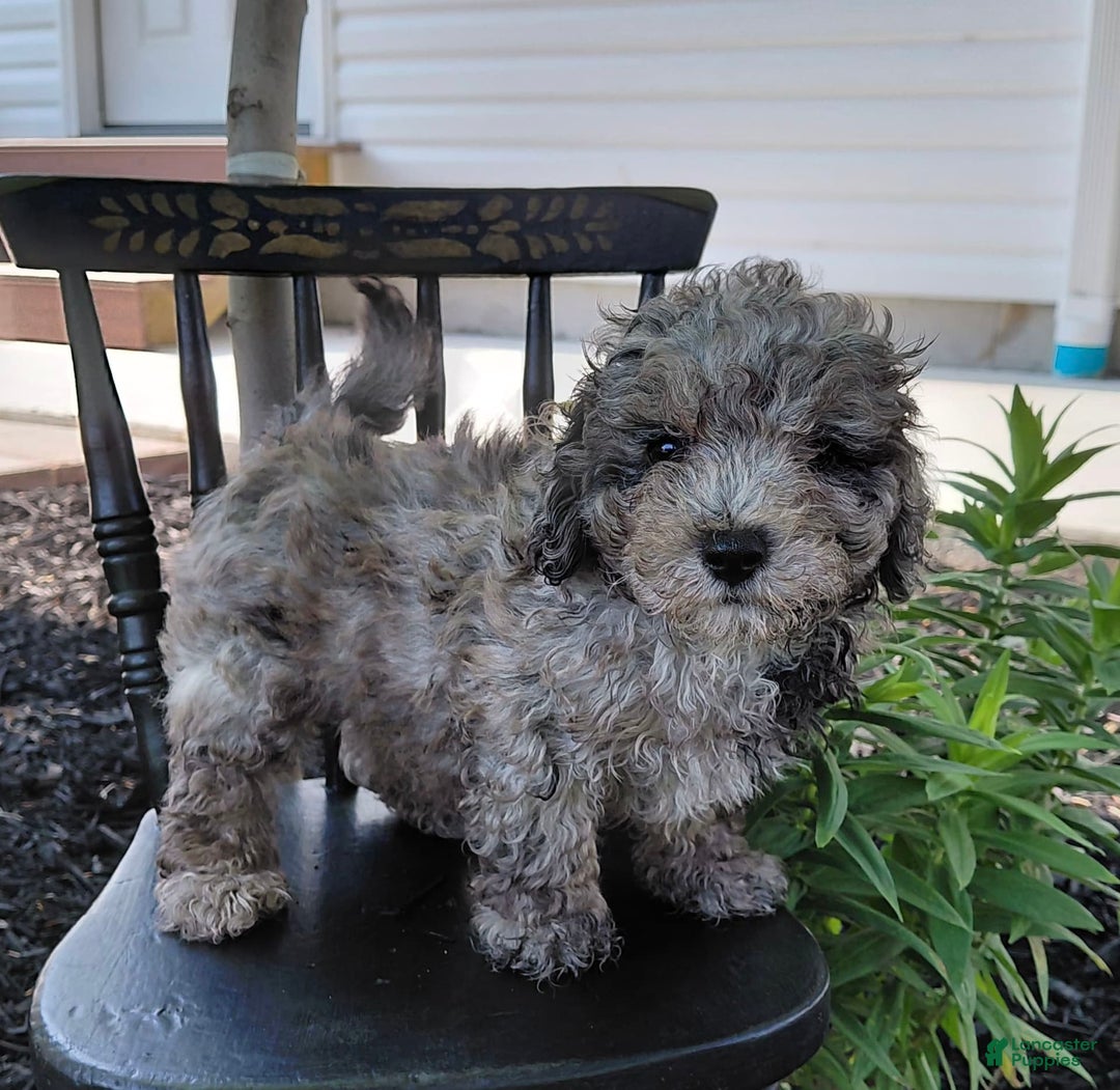 Bichpoo dogs for sale: Oakly - Listing for pets: Oakly, Cedar - Image 1