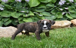 Boxer dogs for sale: Donna - Image 3