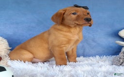 Labrador Retriever dogs for sale: Red Fox George - Image 19