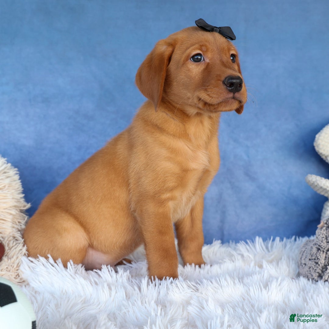 Labrador Retriever dogs for sale: Red Fox George - Image 19