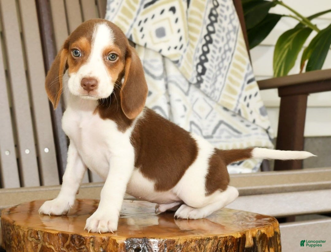 Beagle dogs for sale: Porter - Image 5