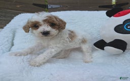 Toy Poodle dogs for sale: Taffey - Image 2
