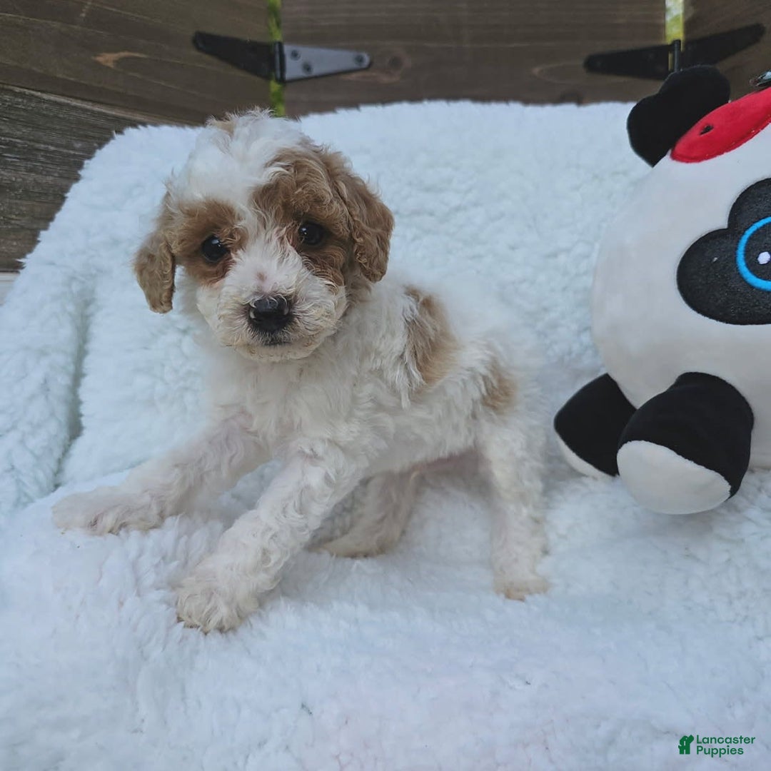 Toy Poodle dogs for sale: Taffey - Image 2