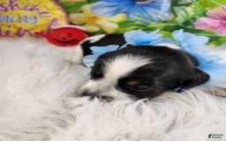 English Springer Spaniel dogs for sale: Peanut Butter - Image 5