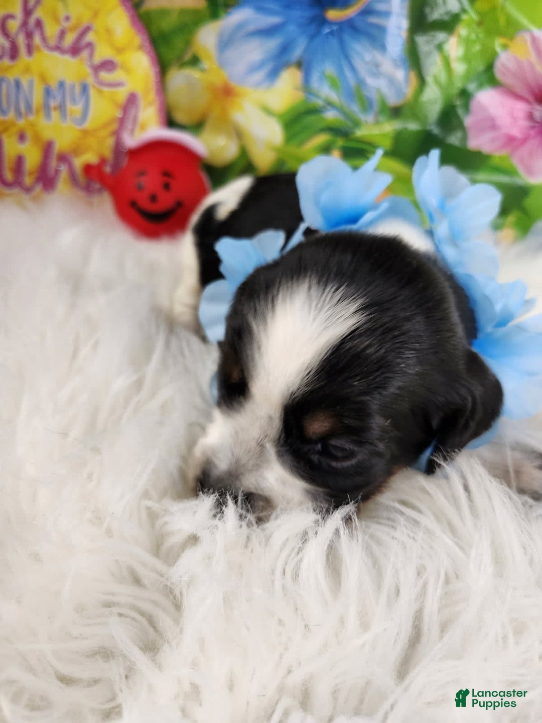 English Springer Spaniel dogs for sale: Peanut Butter - Image 5