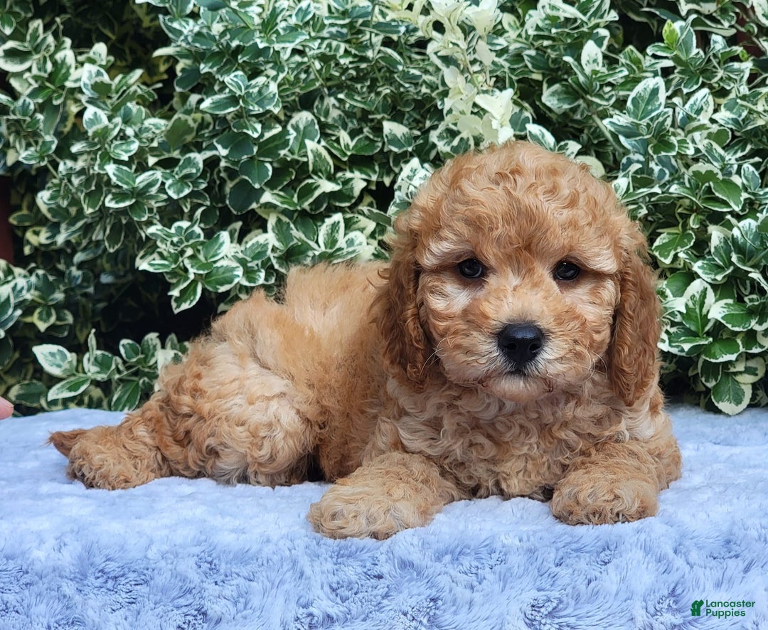 Cavapoo dogs for sale: Curley - Image 2