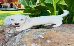 Miniature Dachshund dogs for sale: Blizzard LH - Image 4