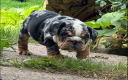 English Bulldog dogs for sale: Prince - Image 8