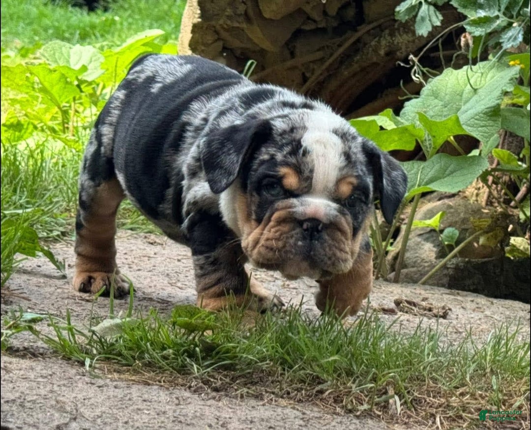 English Bulldog dogs for sale: Prince - Image 8