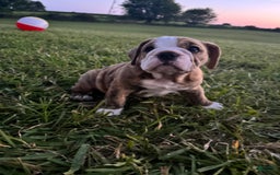 English Bulldog dogs for sale: Desial - Image 1