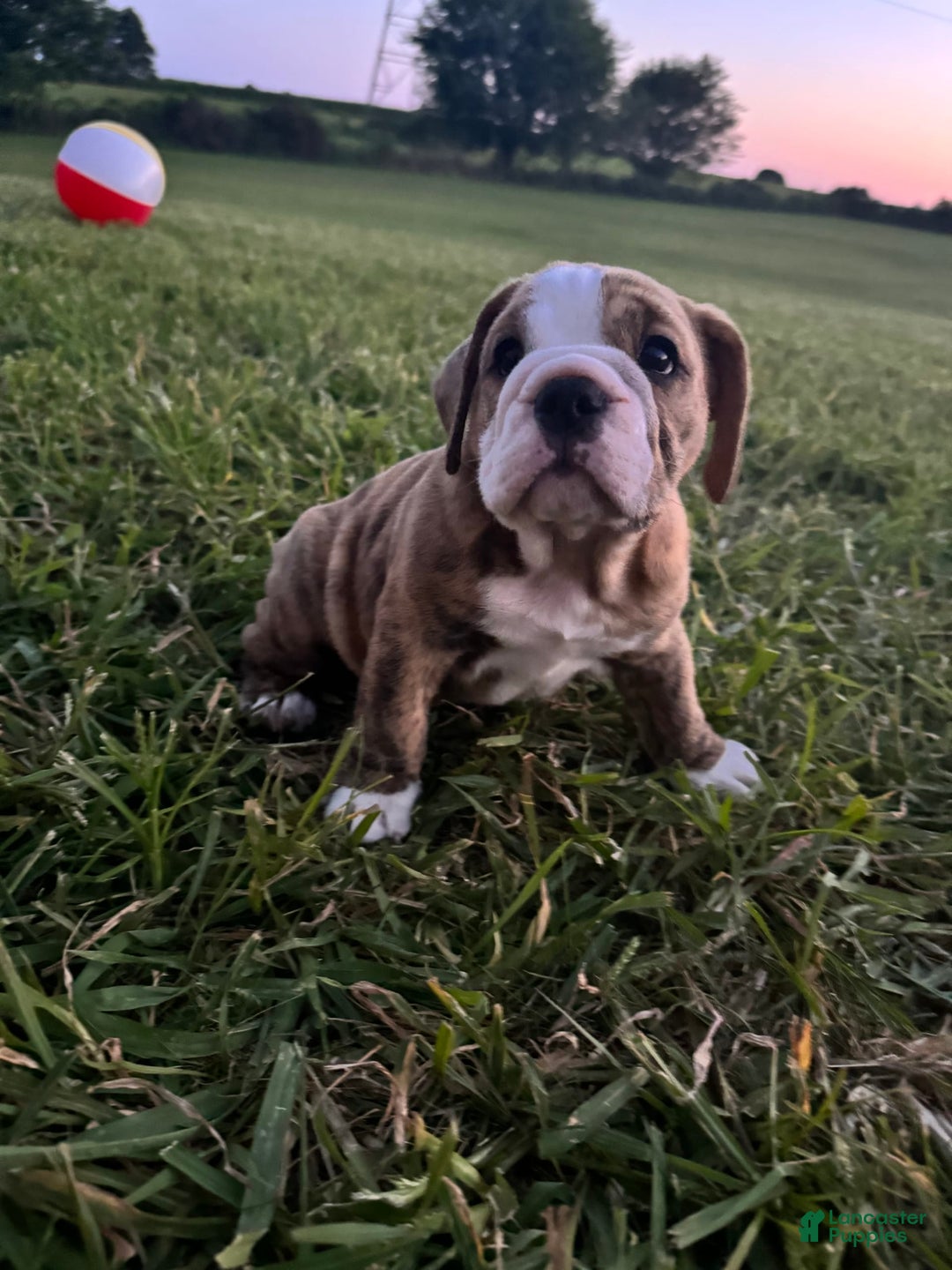English Bulldog dogs for sale: Desial - Image 1