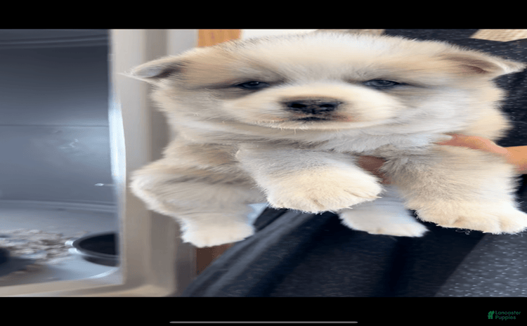 Pomsky dogs for sale - Ad 1
