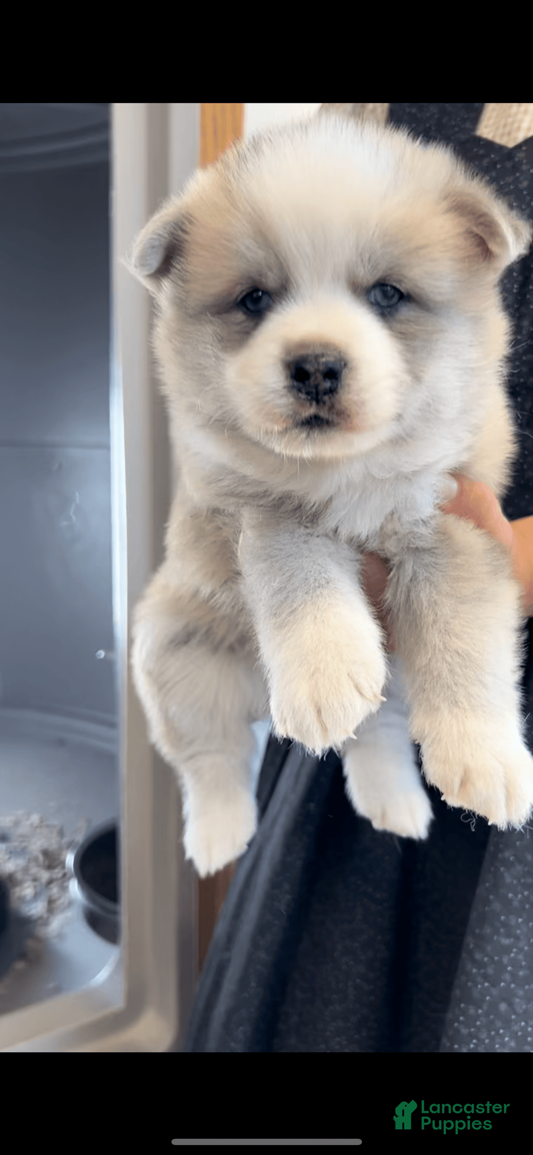 Pomsky dogs for sale: Molly - Image 1