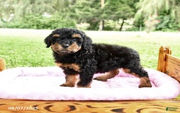 Miniature Poodle dogs for sale: Elsa - Image 5