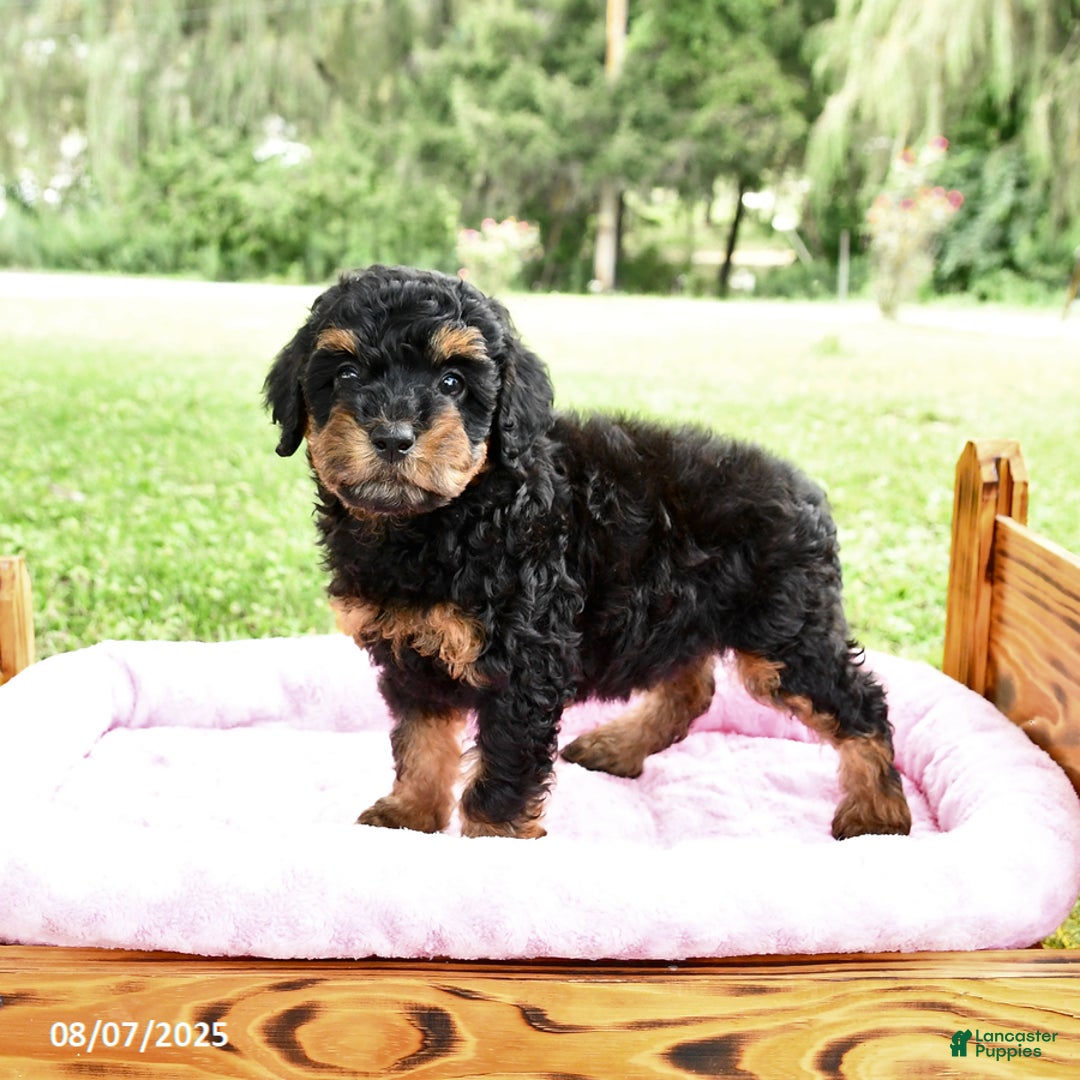 Miniature Poodle dogs for sale: Elsa - Image 5