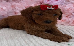 Standard Poodle dogs for sale: Ella AKC - Image 5