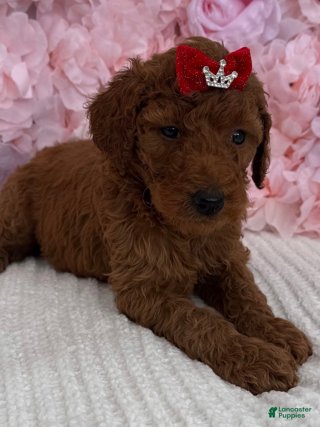 Standard Poodle dogs for sale: Ella AKC - Image 5