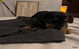 Doberman Pinscher dogs for sale: Toyo Juniors - Image 5