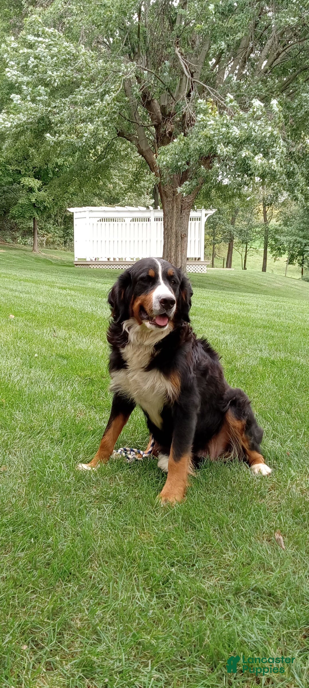 Mini Bernedoodle dogs for sale: River - Image 9